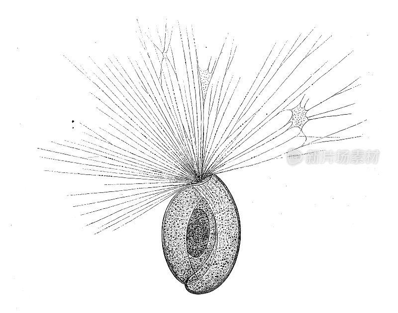 古代生物动物学图片:Miliola Tenera